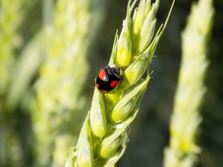 Black Ladybug on immature barley ear on field during summer