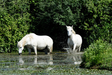 Obraz premium cavalli