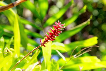 Bromeliaceae in the garden of Thailand.
