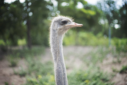 close up face of ostrich with blured green forest background.