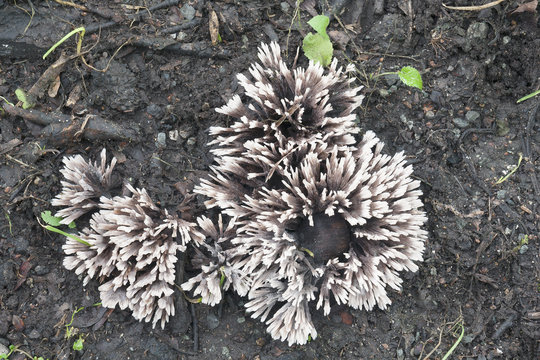 Thelephora anthocephala fungus (Thelephora anthocephala)