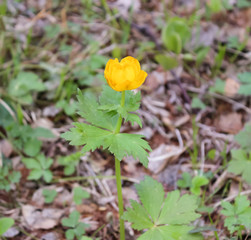 Flower in the forest