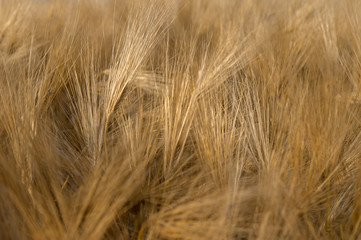 Ripe wheat