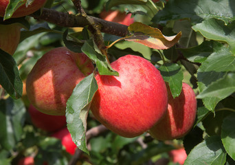 Apple garden