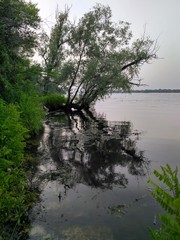 Вечер на реке. Отражение дерева в реке