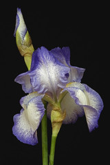 Hybrid German iris (Iris x germanica). Image of flower isolated on black background