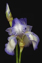 Acrylic prints Iris Hybrid German iris (Iris x germanica). Image of flower isolated on black background