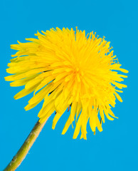 Yellow dandelion flower blossom