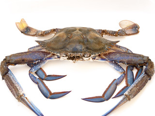 granchio