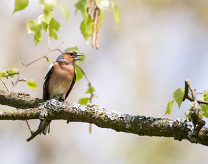 Common chaffinch bird sitting on a tree
