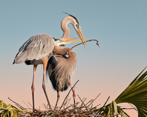Pair of great blue herons build a nest at the Ritch Grissom Memorial Wetlands (often referred to as the Viera Wetlands) in Melbourne, Florida
