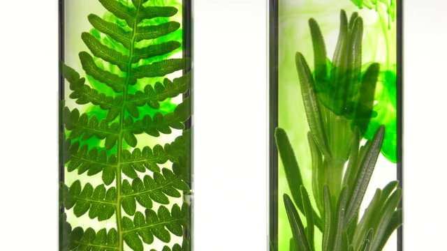fern and rosemary in test tubes