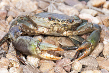 granchio