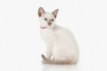 Kitten. Thai cat on white background