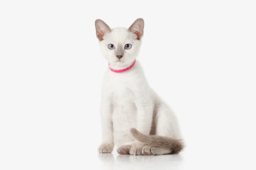 Kitten. Thai cat on white background