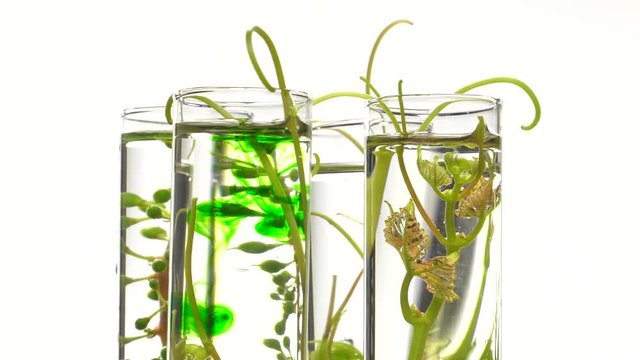 pipette depositing drops of green dye in test tubes