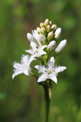 Blossoming of a marsh plant close up