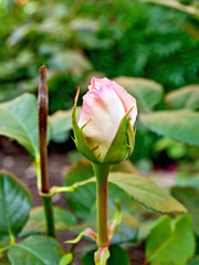 Rose the bud of pale pink
