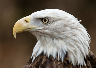Bald Eagle (Haliaeetus leucocephalus) portrait profile
