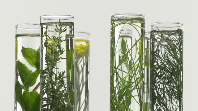 chives, dill, thyme, basil,  curry and mint in turning test tubes
