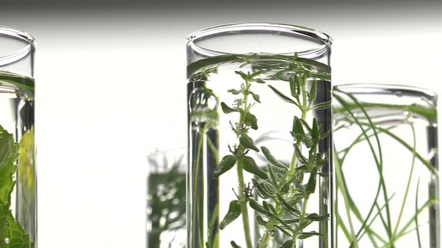 chives, dill, thyme, basil,  curry and mint in turning test tubes