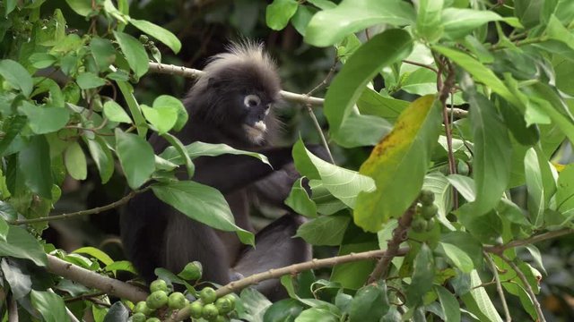 Cute adult dusky leaf monkey / spectactled leaf monkey / langur is sitting among leaves feeding in a tree in the wild. Location: Langkawi, Malaysia. Nature wildlife Asia. Filmed in 4k.