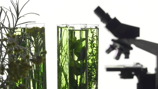chives, dill, thyme, basil,  curry and mint in turning test tubes