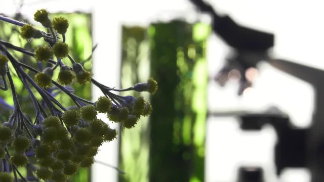 chives, dill, thyme, basil,  curry and mint in turning test tubes