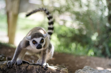 Close-up portrait of lemur catta