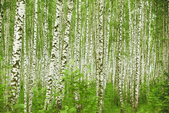 Fototapeta forest birch