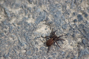 Kleine Spinne ganz groß