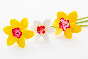 Fototapeta na wymiar Beautiful narcissus flowers