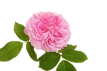 Crédence de cuisine en verre imprimé Roses old fashioned english rose