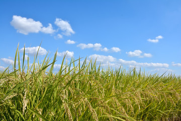 稲穂 青空背景
