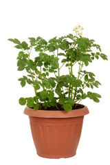 russet potato plant in pot