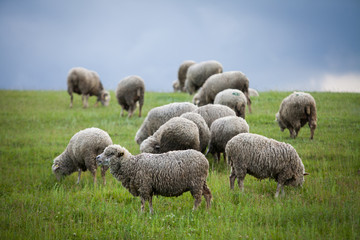 Fototapeta premium Sheep on a hill