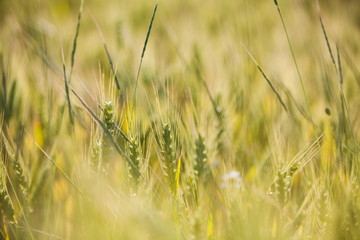 Wheat field in summer