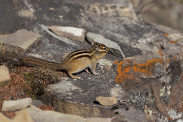 Chipmunk sitting on the rocks