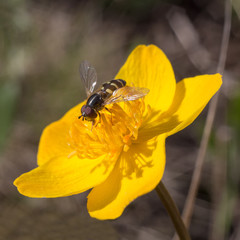 hoverfly sitting on a yellow flowe