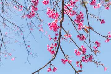 Wild Himalayan Cherry (Prunus cerasoides) Sakura of Thailand