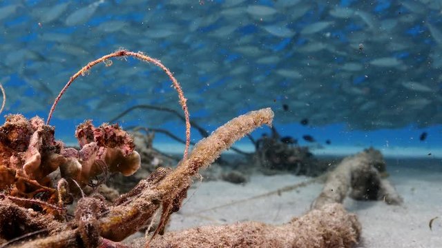 Unterwasser - Riff - Fisch - Seepferdchen - Fischschwarm - Tauchen - Curacao - Karibik - 4K