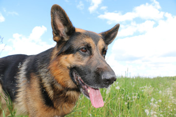 Dog german shepherd on the field in summer day