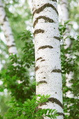forest birch
