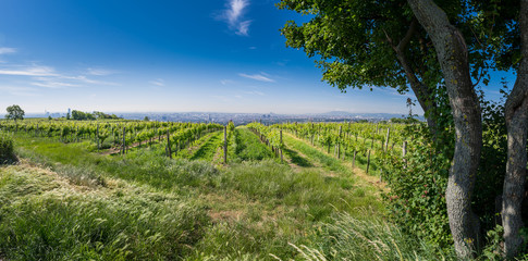 Fototapeta premium Skyline of Vienna behind some grape vine, Austria