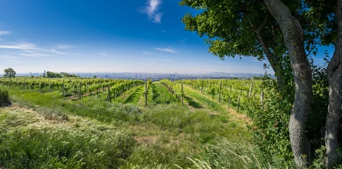 Zelfklevend Fotobehang Skyline of Vienna behind some grape vine, Austria © auergraphics