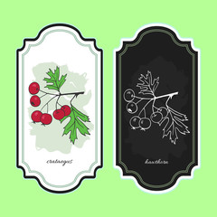 Vector illustration hawthorn. Medicinal berry. For traditional medicine, gardening or cooking design, package. Flyer or banner template