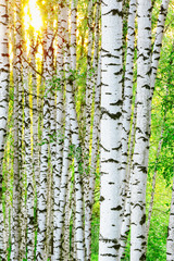 forest birch - 113816033