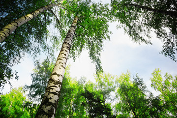 Fototapeta premium forest birch