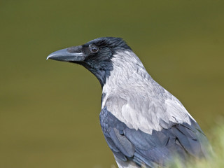 Close-up of crow. Hooded Crow (Corvus cornix).
