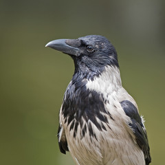 Close-up of crow. Hooded Crow (Corvus cornix).
